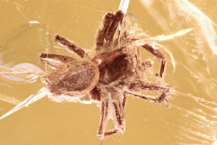 Detailed Fossil Spider and Winged Scale Insect in Baltic Amber #300690